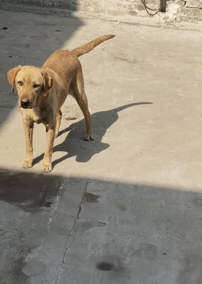 labour breeder female health and active for sale