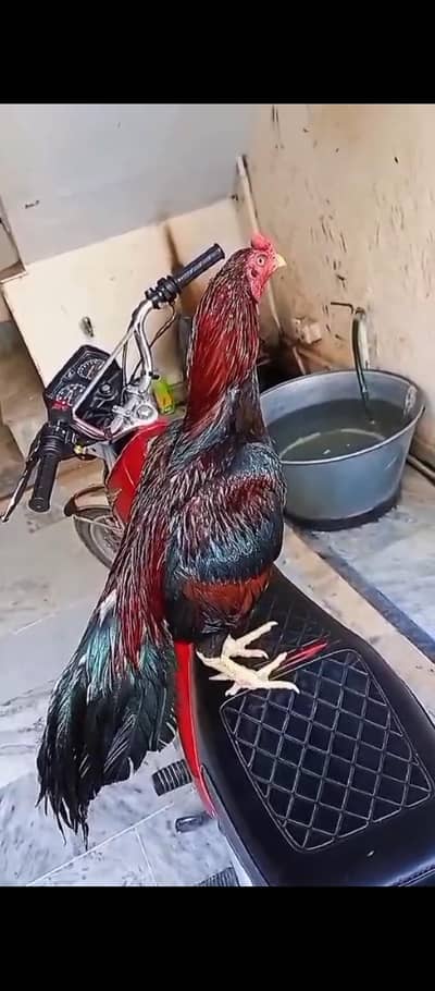 lakha Murga for sale