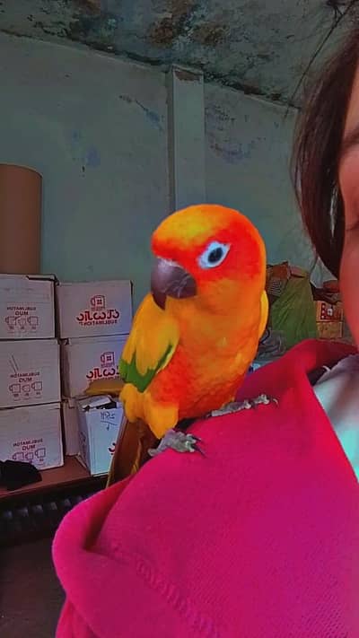 sun conure hand tame pair