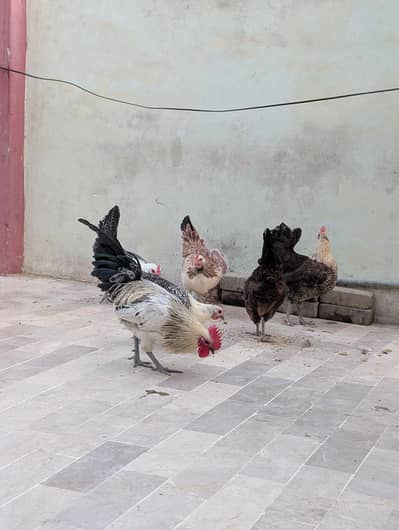 7 white misri murgi murga