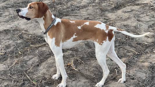 Pedigree Italian X Franzini pointer female