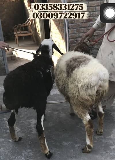 *Nasal* Black(sudani) other(Turkey) (03358331275)(03009722917)