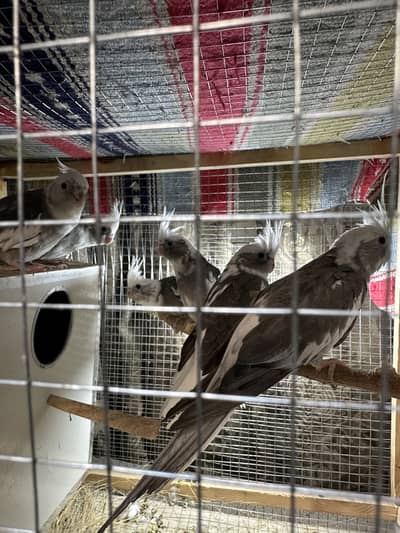 cocktail pair with 4 chicks full covered