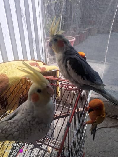 cocktail hand tame pair