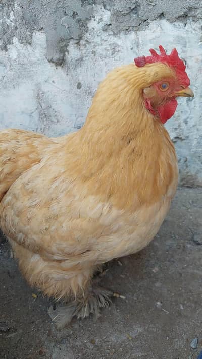 Halty and active Golden buff female