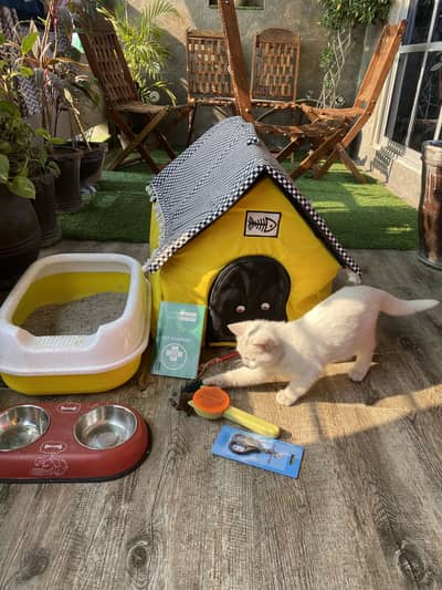 Vaccinated White Kitten with Accessories & House | Litter Trained