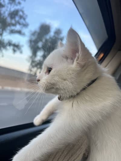 Friendly, Healthy and trained Kitten