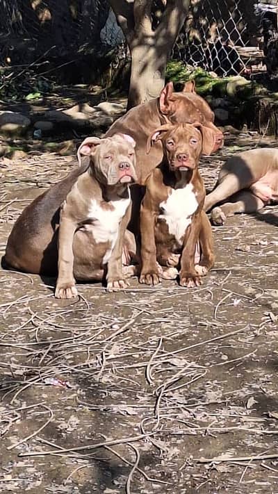 Pitbull | American Bull Dog | Pitbull Dog | Bull Dog / Pupps For Sale