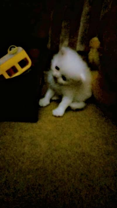 white color kitten 3 coated