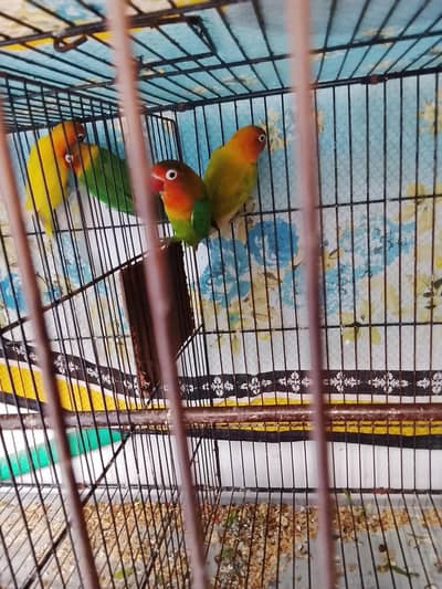 lovebirds breeder pairs