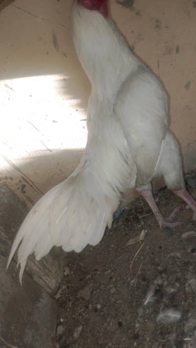 white eyes white panje