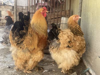 Buff & brahma exchange possible