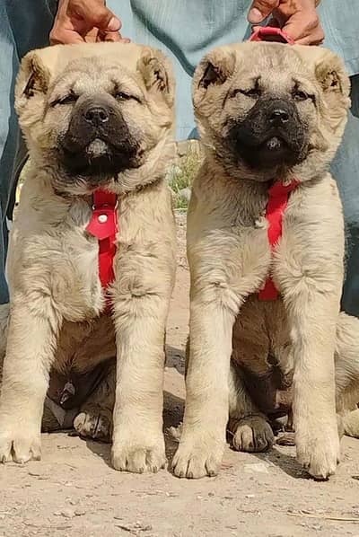 king Kurdish kangal puppies security Dog available for sale