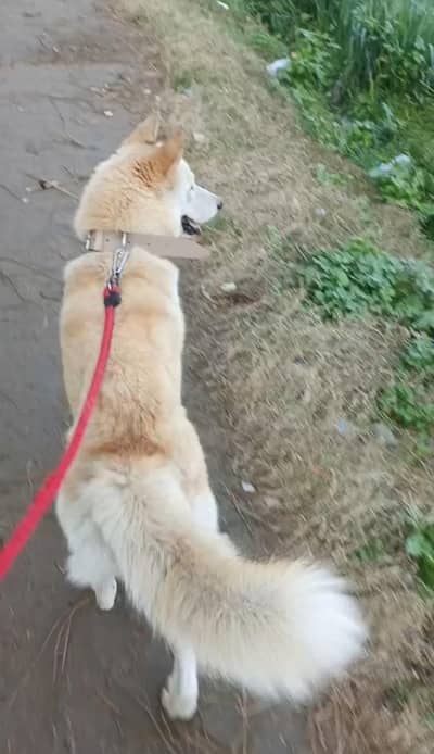 Siberian Husky Male Dog