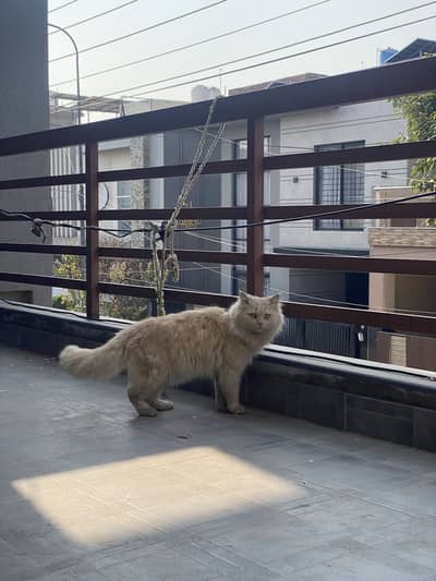 Brown Persian male kitten