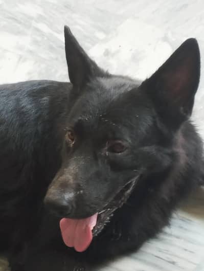 Black GSD available for stud