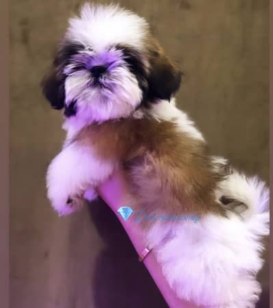 Pedigree shihtzu puppies