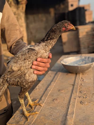 thai cross age 1 year