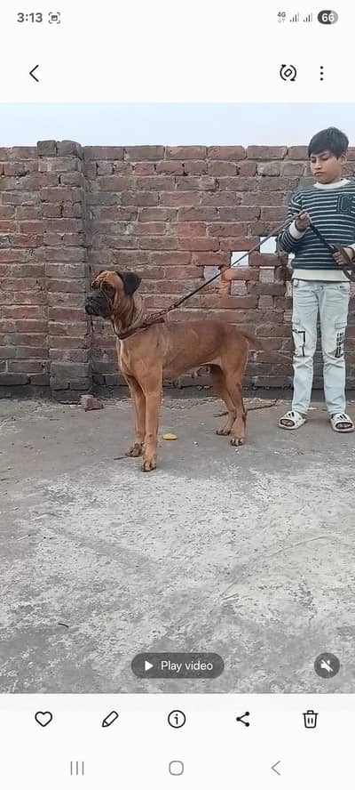 Bullmastiff female for sale