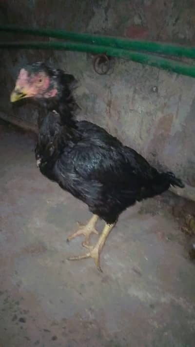 Aseel lasani murgi 03124665443