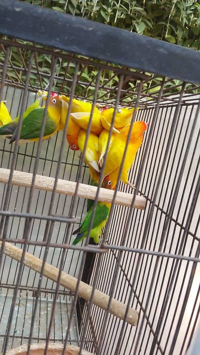 love birds is nom per bat karein 03116901274