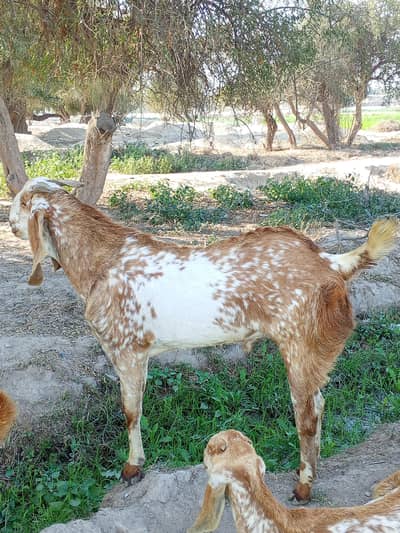 bakra