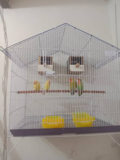 Lovebirds with cage Wtp 03204847881