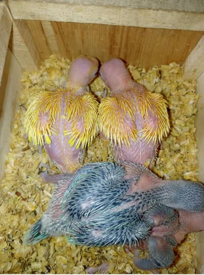 03104352945Availableبلو پلس ییلو رنگj نیک۔ پلس کشمیری بےبی