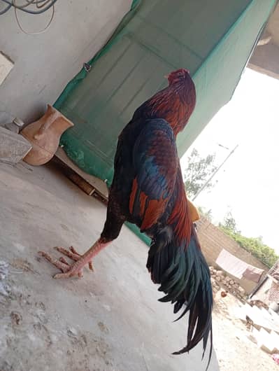 mianwali bread aseel birds