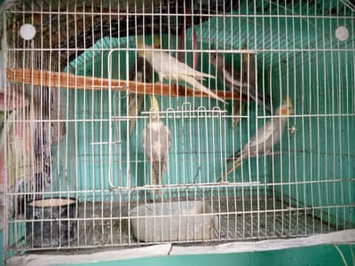 3 Healthy beautiful cocktail pairs for sale in a very reasonabl deal