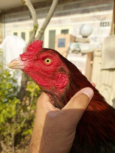 High quality aseel pair for sale