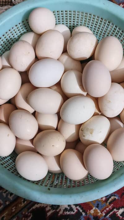 Desi Anday (Eggs) Available for sale