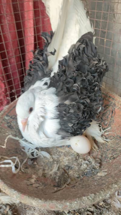 Frill back pigeon Fancy pigeon