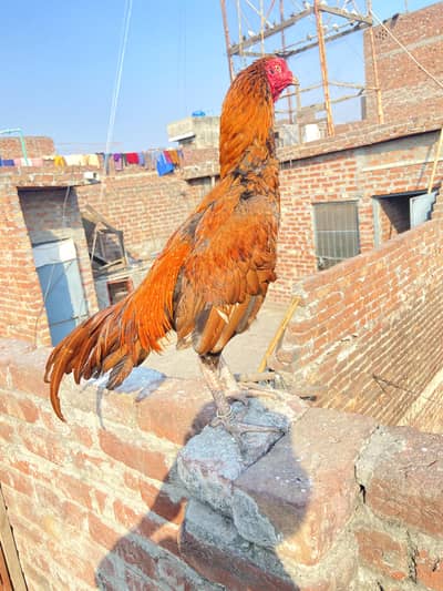 aseel miyawali and thai