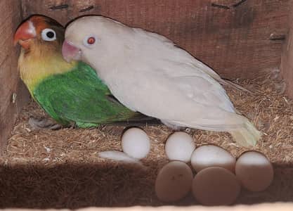 2 Split Pale Fallow Breeder pairs. (Price: 7000 2no ki). 03116130712