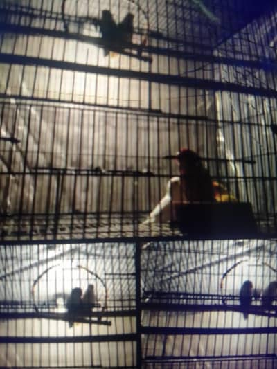 7 love bird with cage