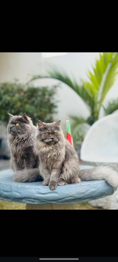 ragdoll breed pair well trained