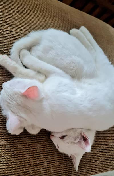 Persian cats Persian kittens