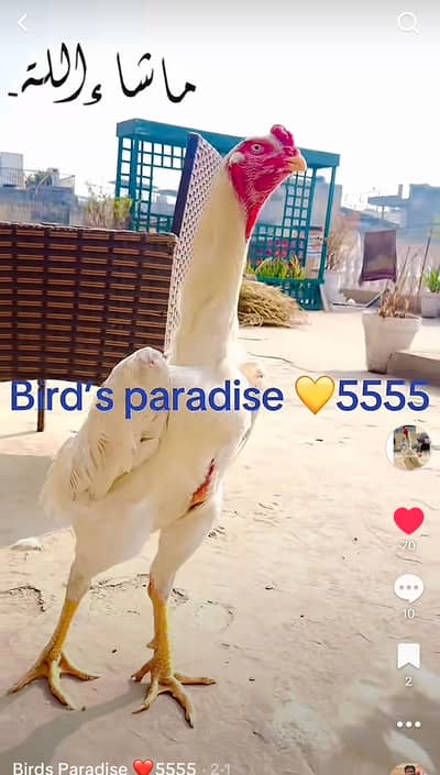 shamo | o shamo | white shamo| King size