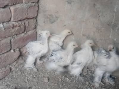 white German shamo and light brahma chicks