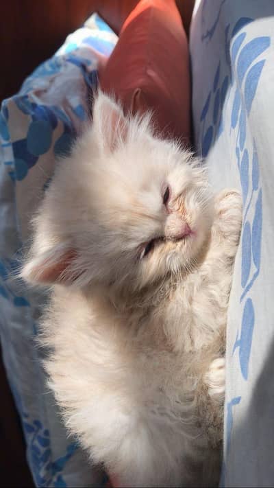Persian cat for sale