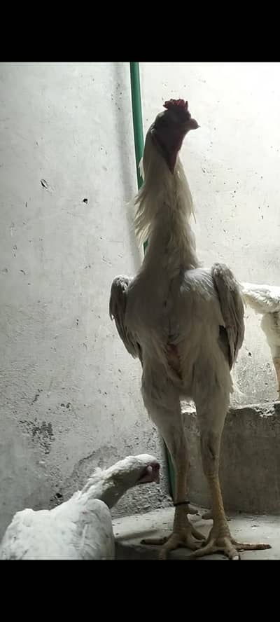 White Shamo Chicks For Sale