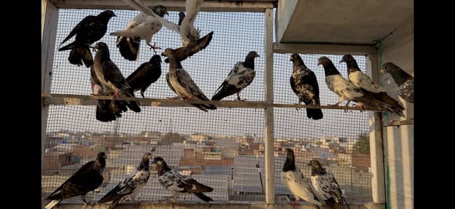 Breading set for sale Highly flyers Teddy Missy