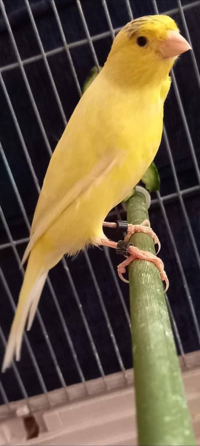 SUPER SINGING CANARY MALES FOR SALE