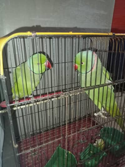 parrots