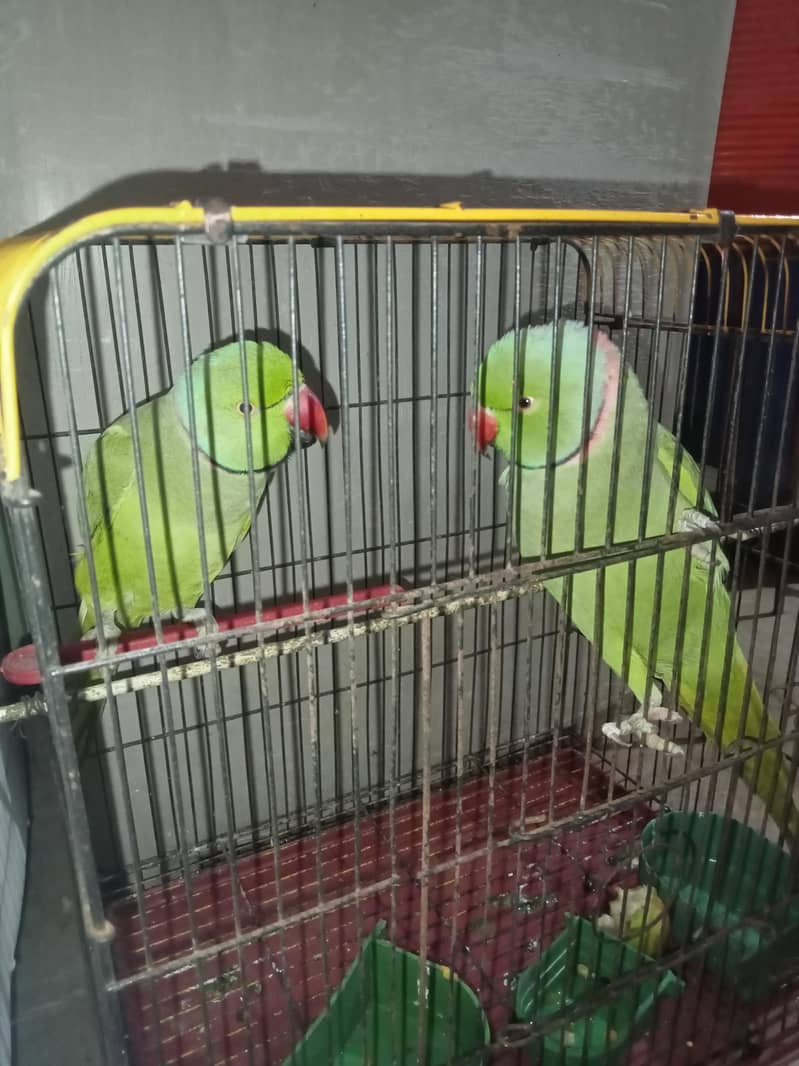 parrots 0