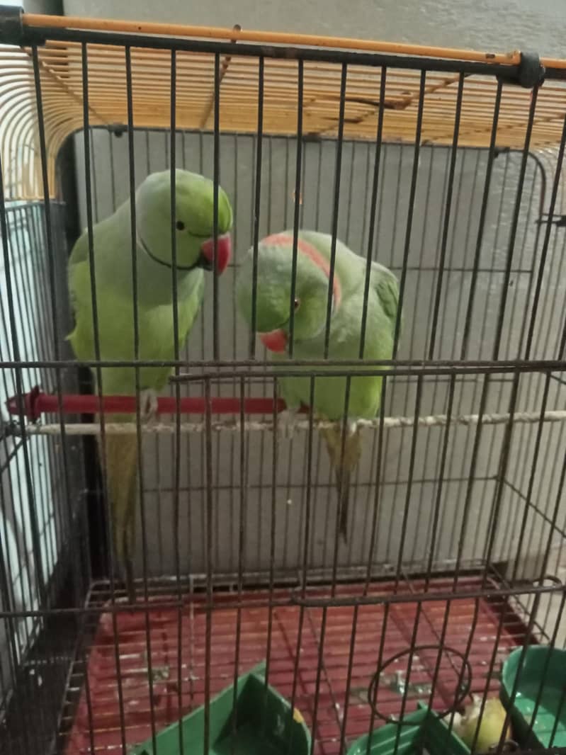 parrots 2