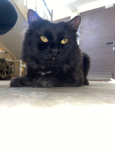 Ragdol Munchkin Cat For Adoption. .