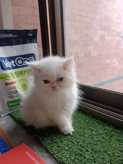 persian triple coat odd eyes kitten