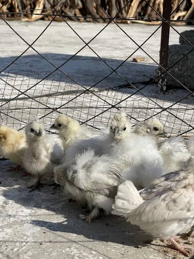 selki chicks for sell